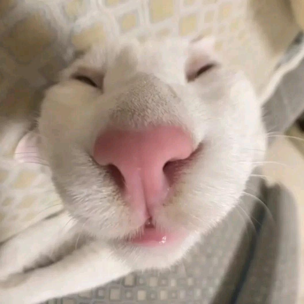 小呆呆.