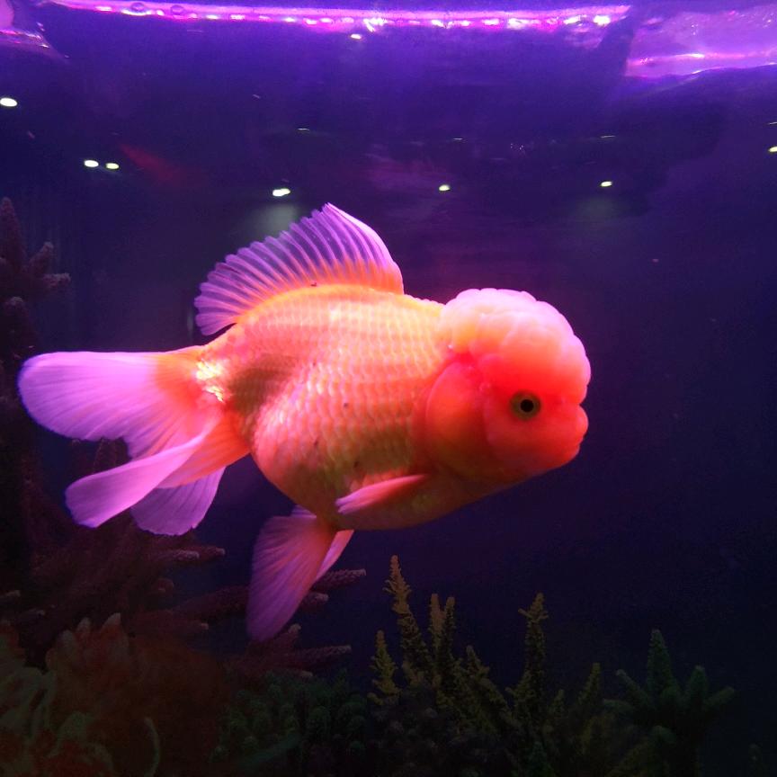 子非鱼