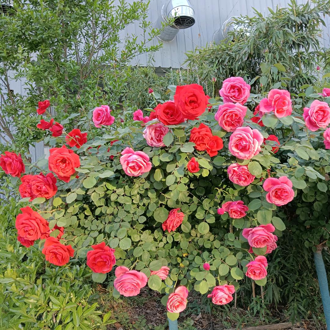 ꕥ᭄焦糖布丁🍓