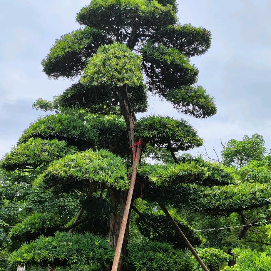 万顺景观树