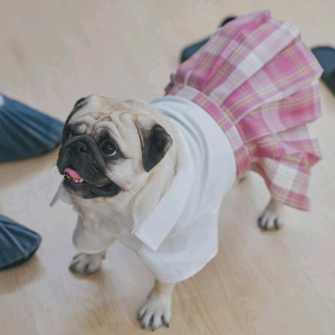 乐意整点烤冷面