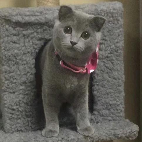 阿cat是只广东喵