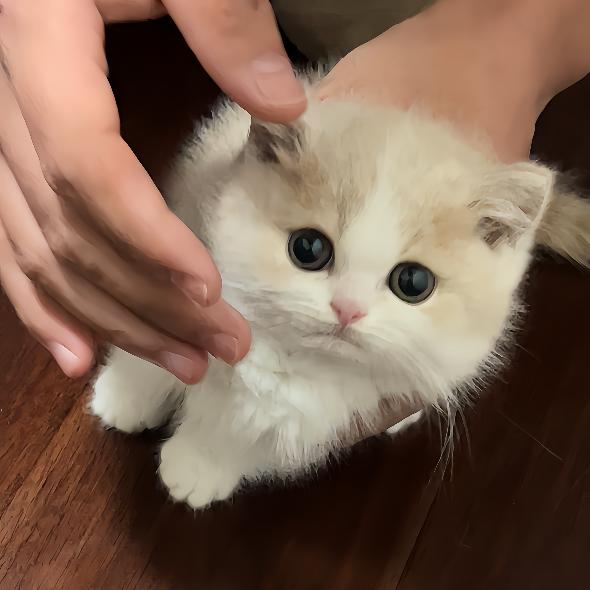 六六吃不饱