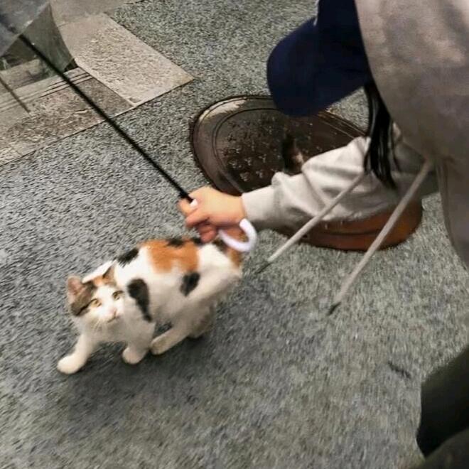 苏离陌