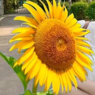 晓婵🌾🌻小姐姐