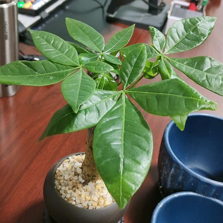 苞米🌽