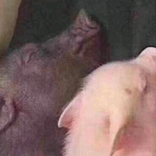 养猪姐妹！！……