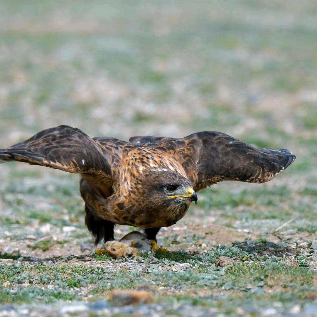 大道至简 jiakeshao