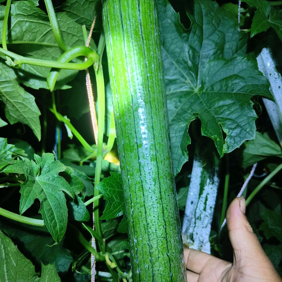 (ง •̀_•́)丝瓜，肉丝瓜