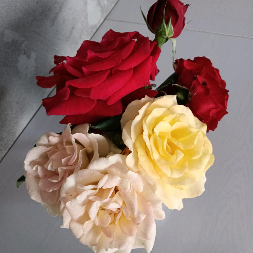 赵菊秀