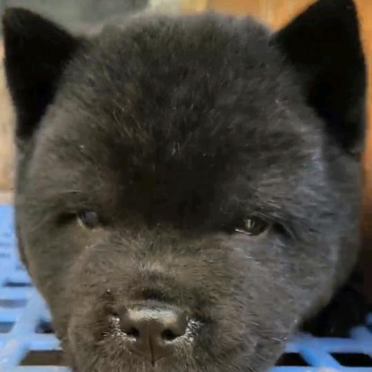博白陈哥犬舍（自繁自养）