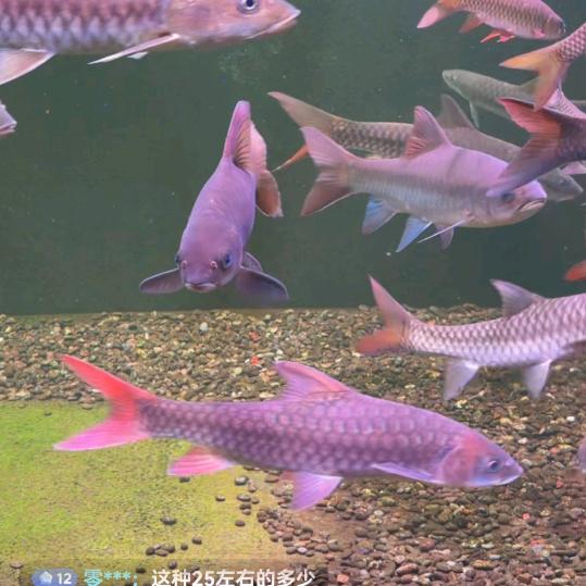 云生蓝吉罗红吉罗