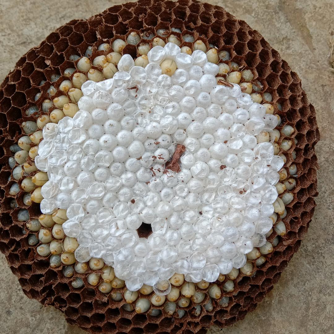 ᝰꫛᝰꫛꫀꪝꫀꪝ