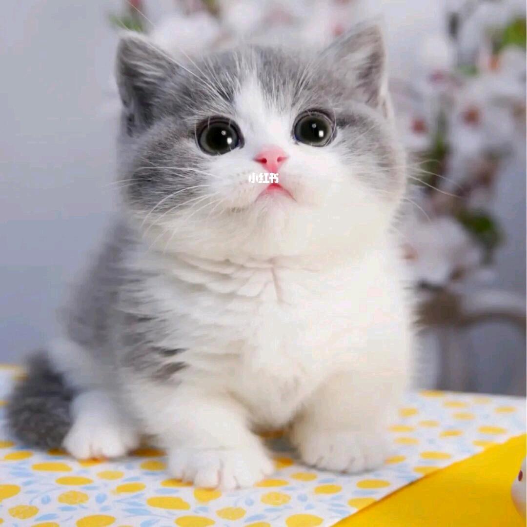 篮天