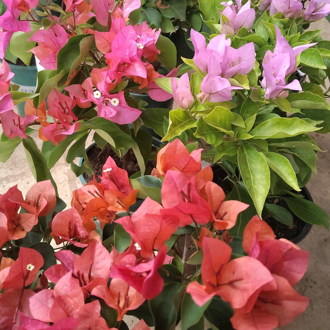 吴限花慧
