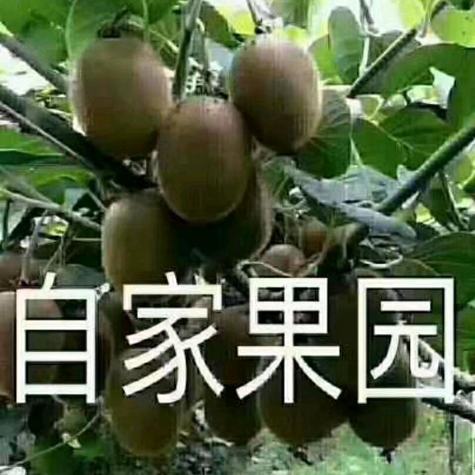 眉县猕猴桃