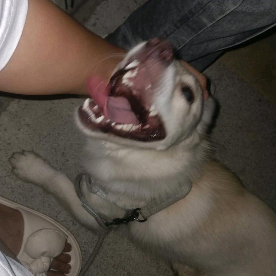 疯子