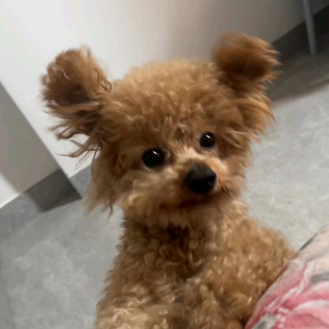 宠物解说