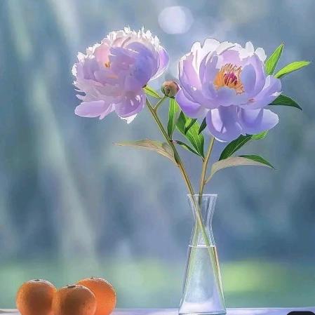 一帘幽梦，