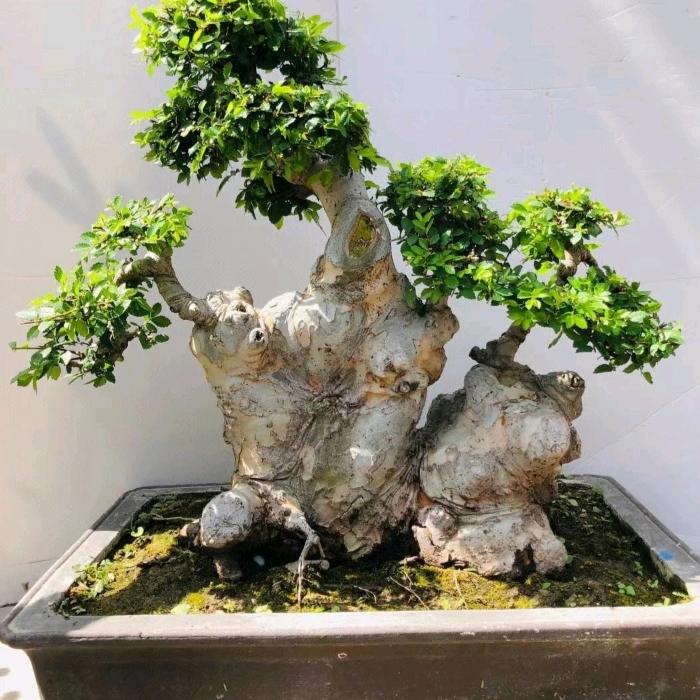 老范花卉