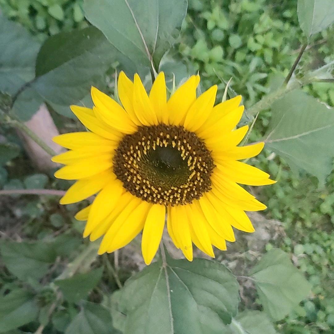 我就是我，不一样的烟火