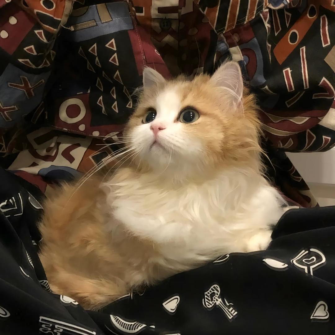 贪吃贪睡的蚂蚁🐜