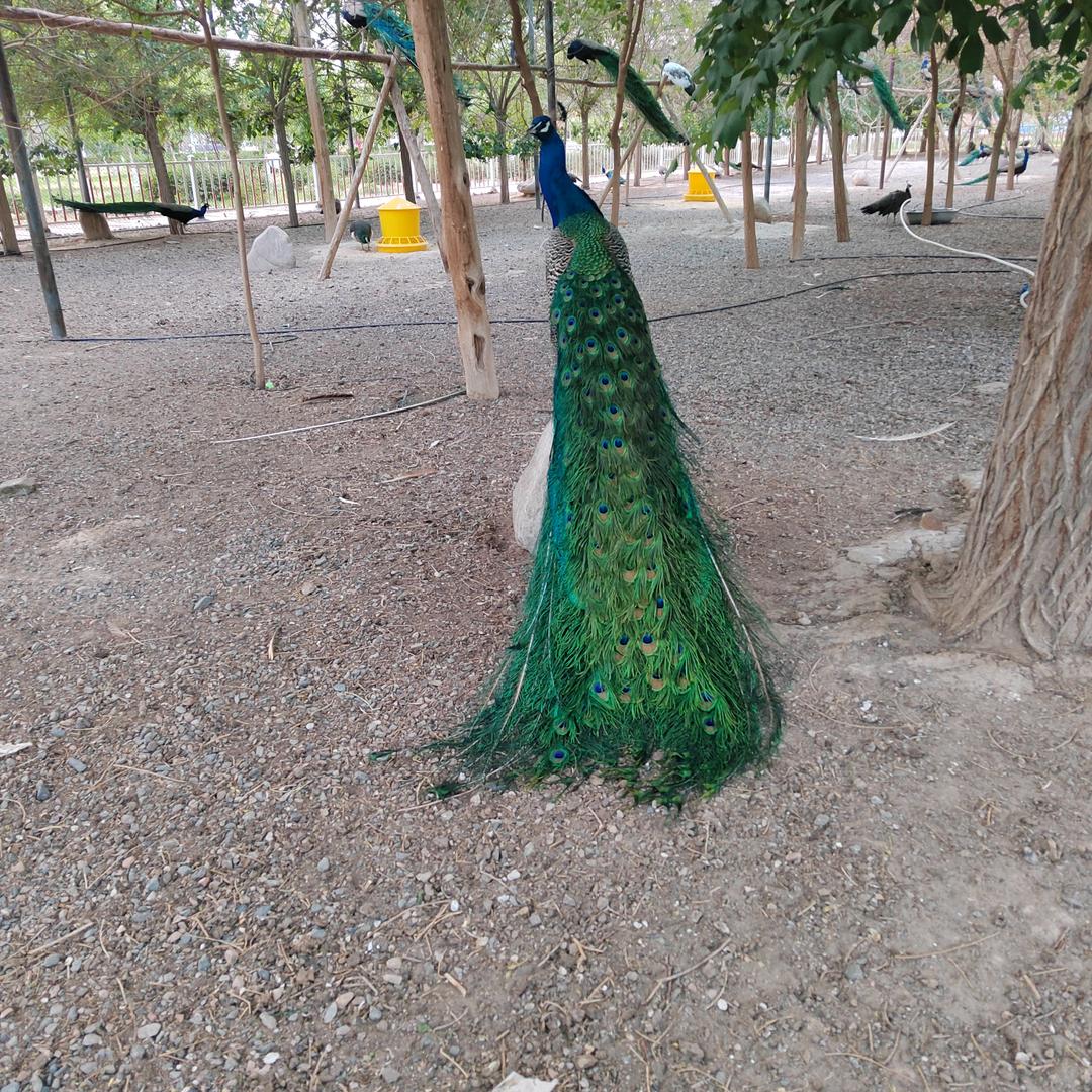 哈密市王海兵家禽养殖场