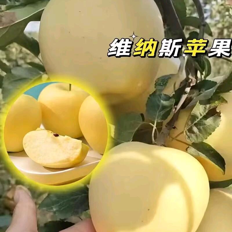 陕西长武新品苹果