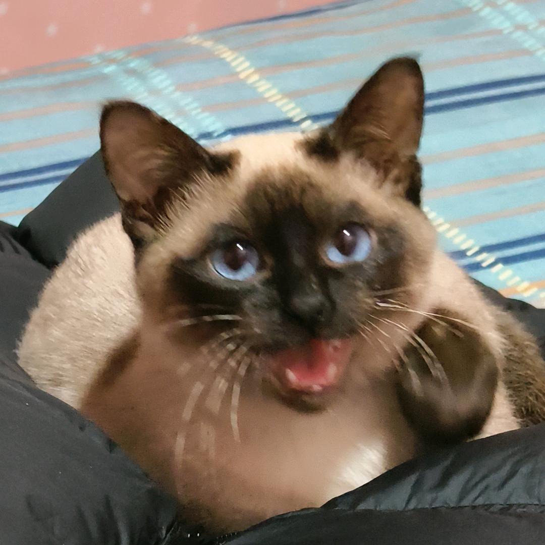 奶酪是只“猪”