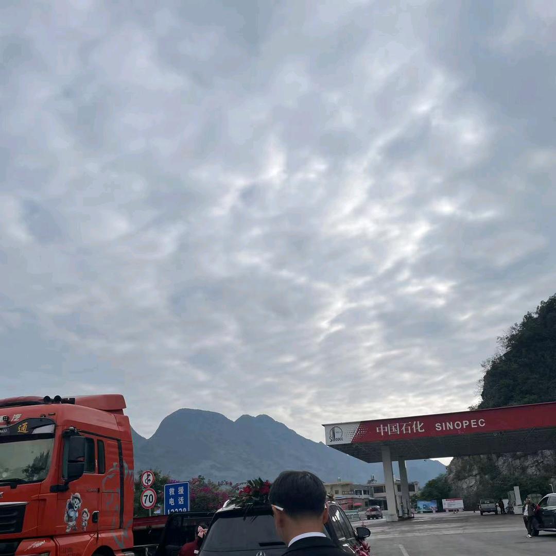 李子树下的希望