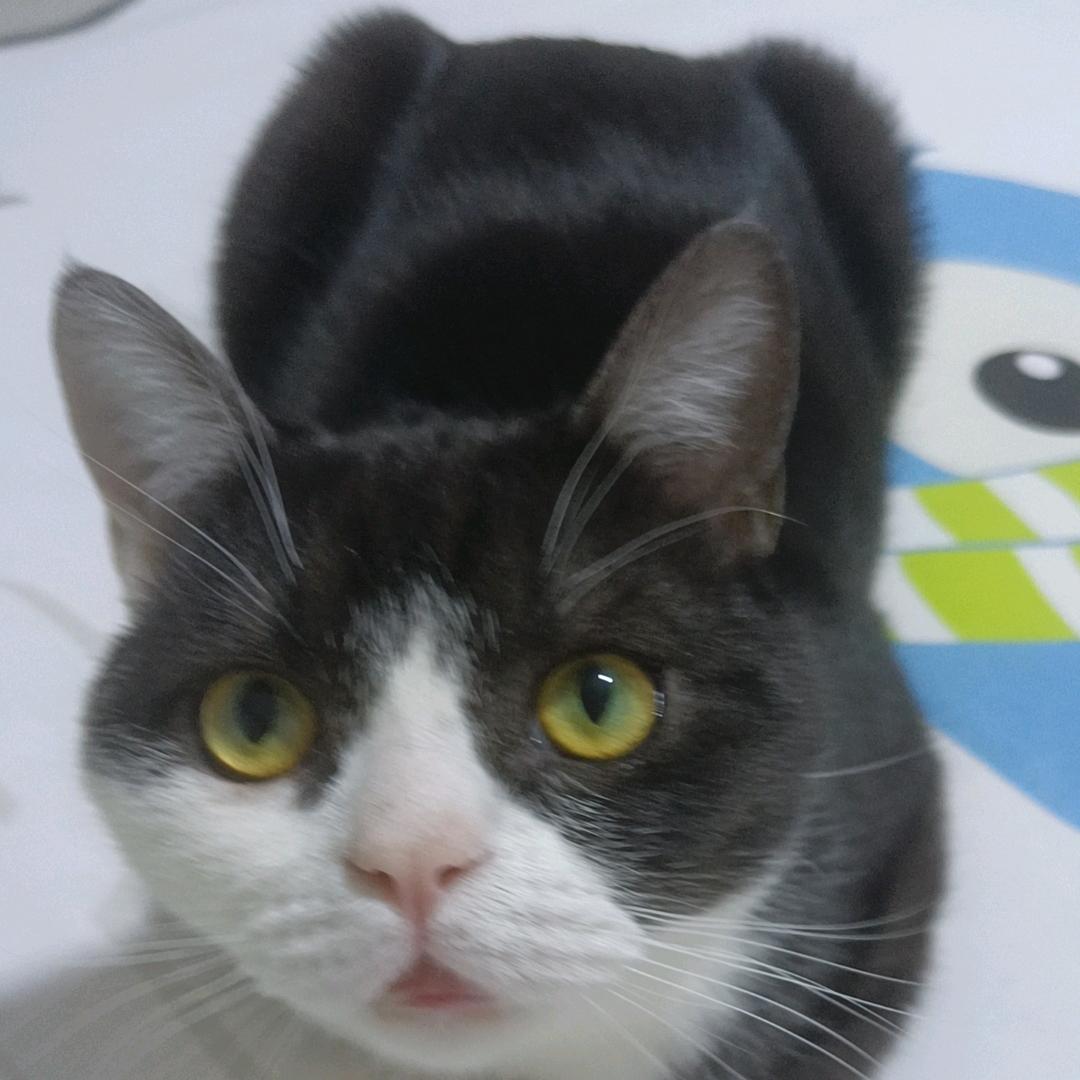 女巫的黑猫
