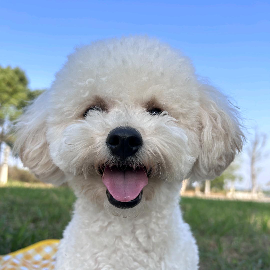 卷卷是只泰迪熊