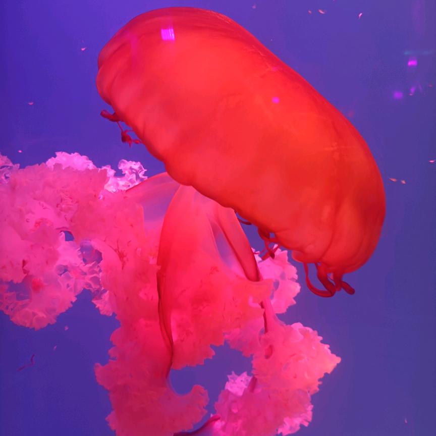 探奇梦幻水母王国（动物园）