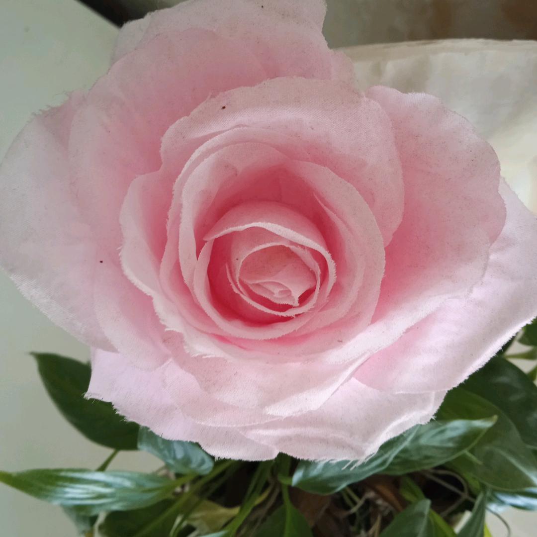 花落胡家