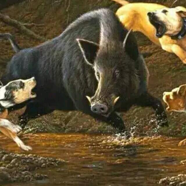 （实战犬舍）实战机油手小老虎《韦小宝》