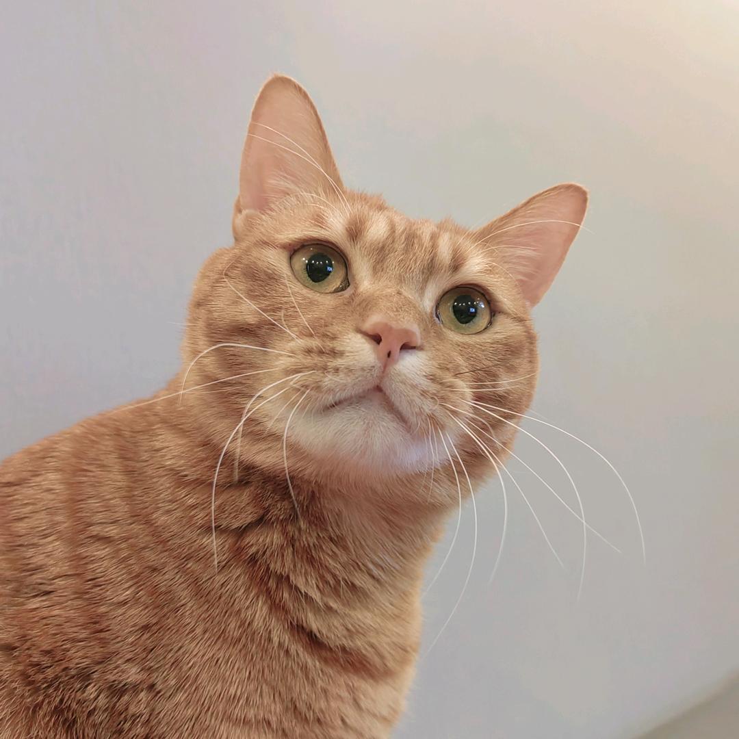 韬光养晦的小破号