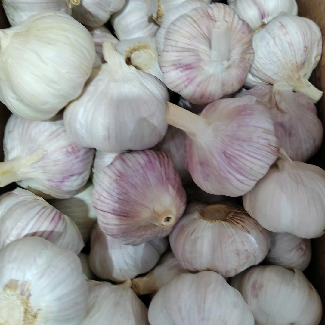 山东大蒜