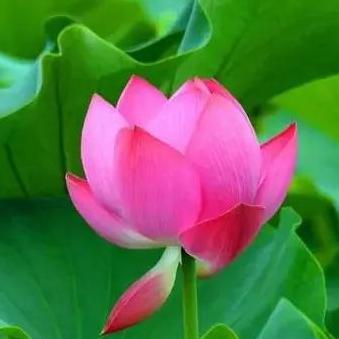 来生愿做一朵莲