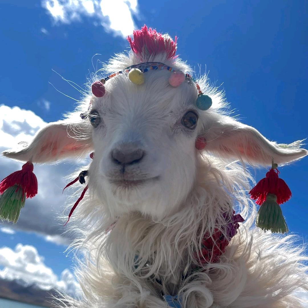 川西私人定制领队-圆圆