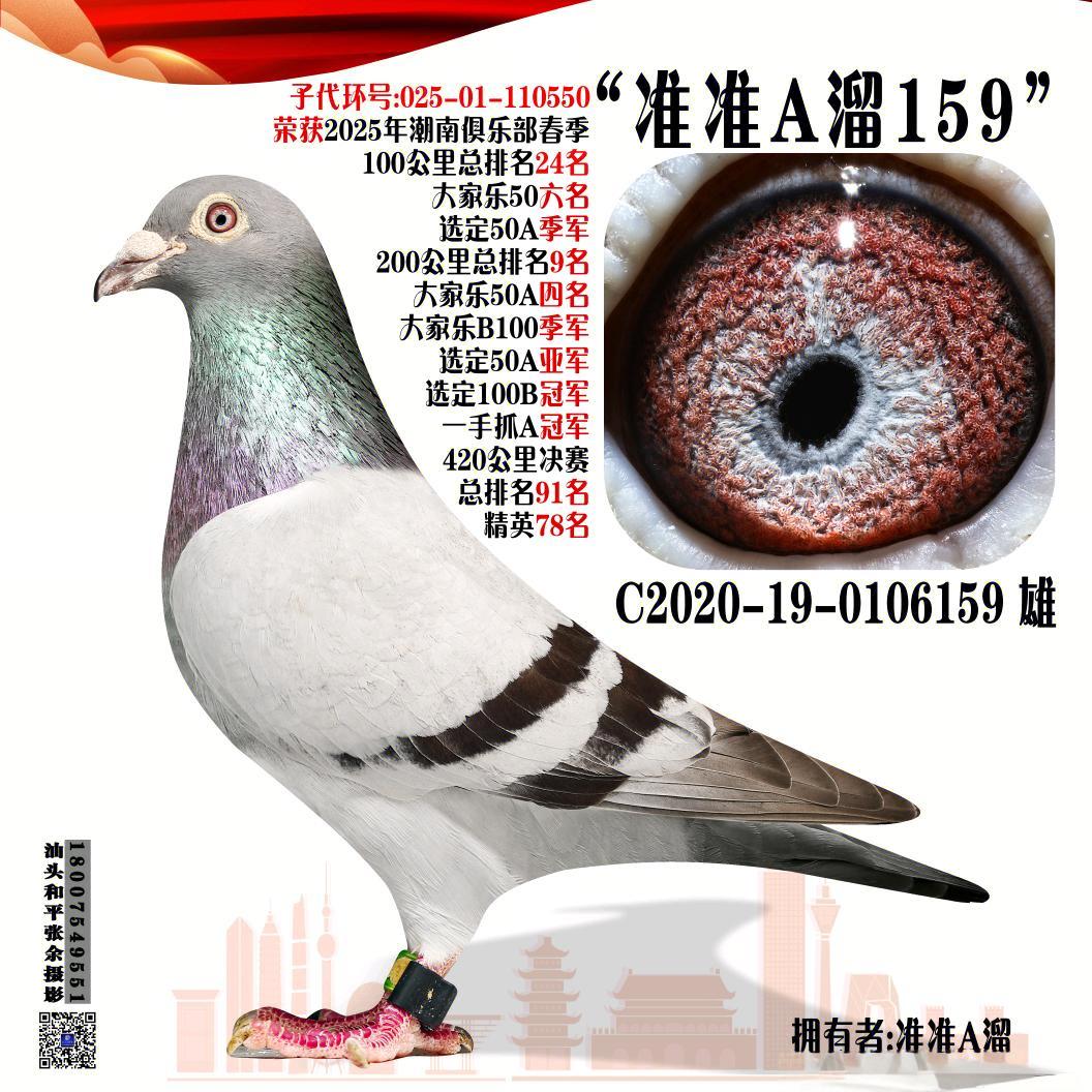 准准A溜鸽舍