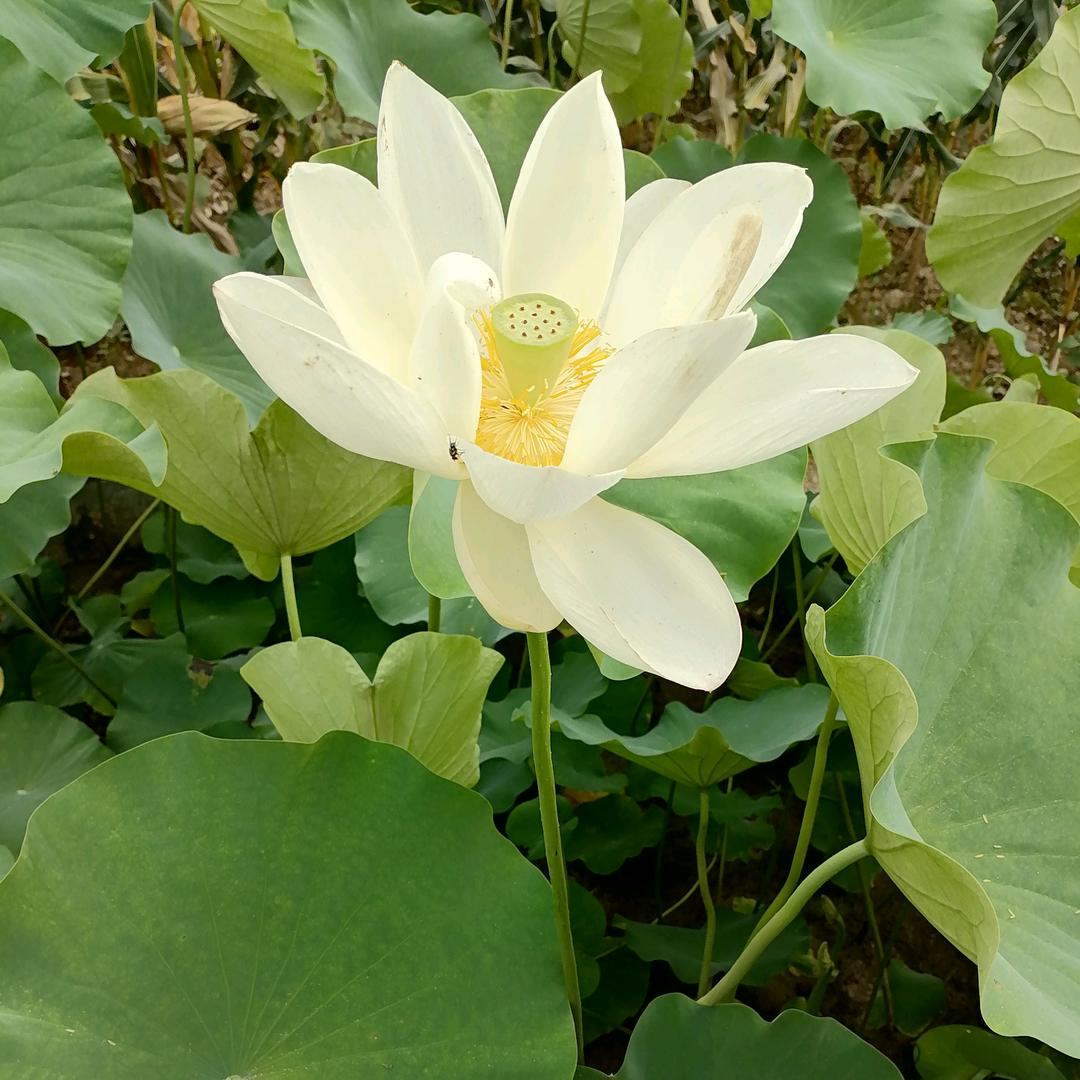 🌹遇见🌹无悔🌹