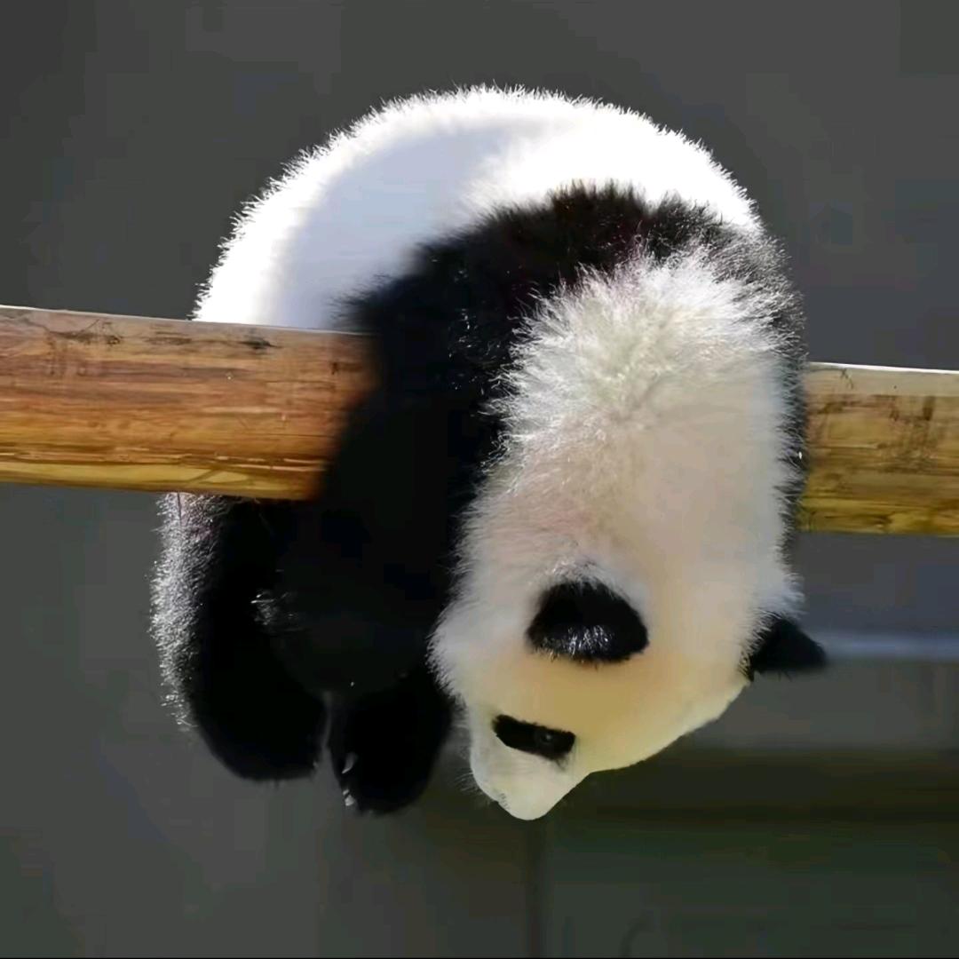 棋局🎈