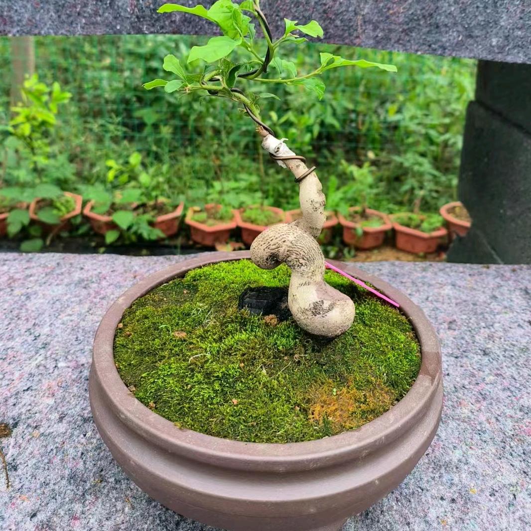 枯藤老鸦园