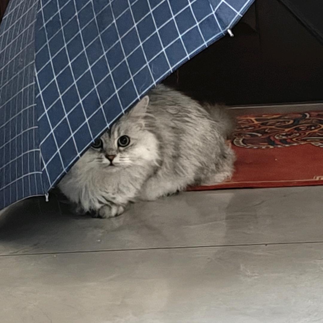 诶呦