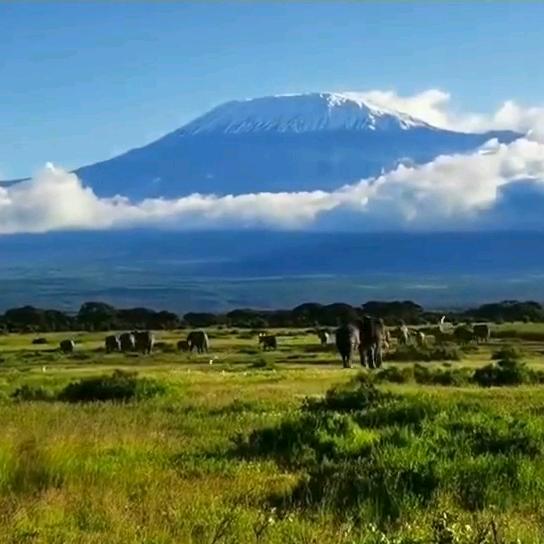 非洲回来卖提拉米苏