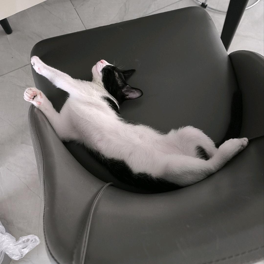 花生脆鲨