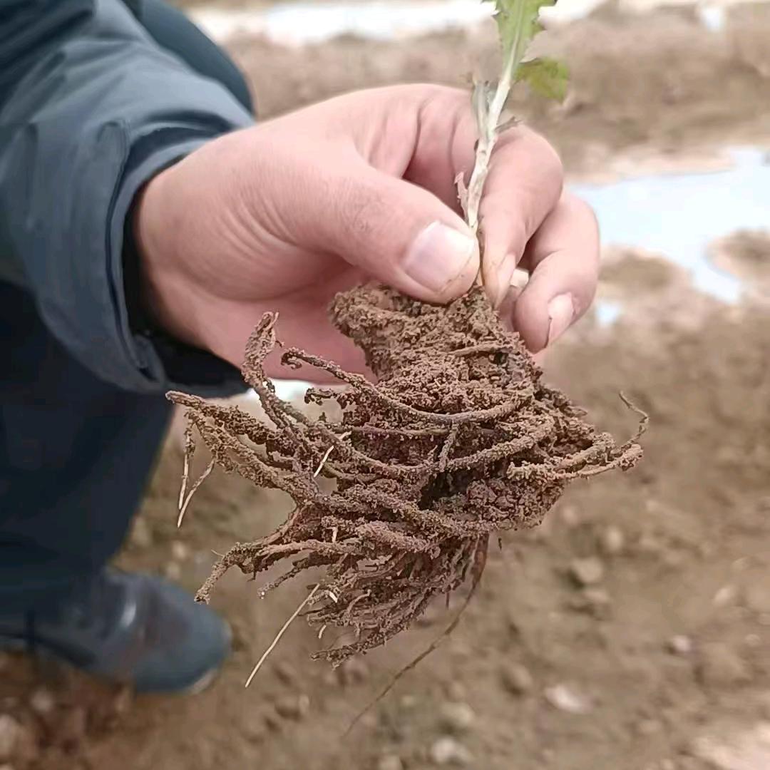 新药材人～大亭