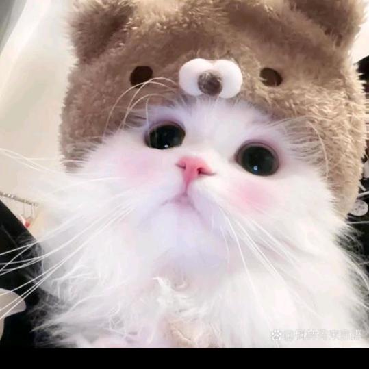 宁静的风信子在看星星