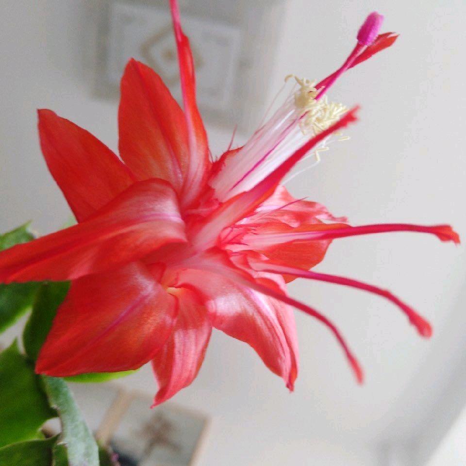 🌹((❤️⥎好运常伴❤️))🌹