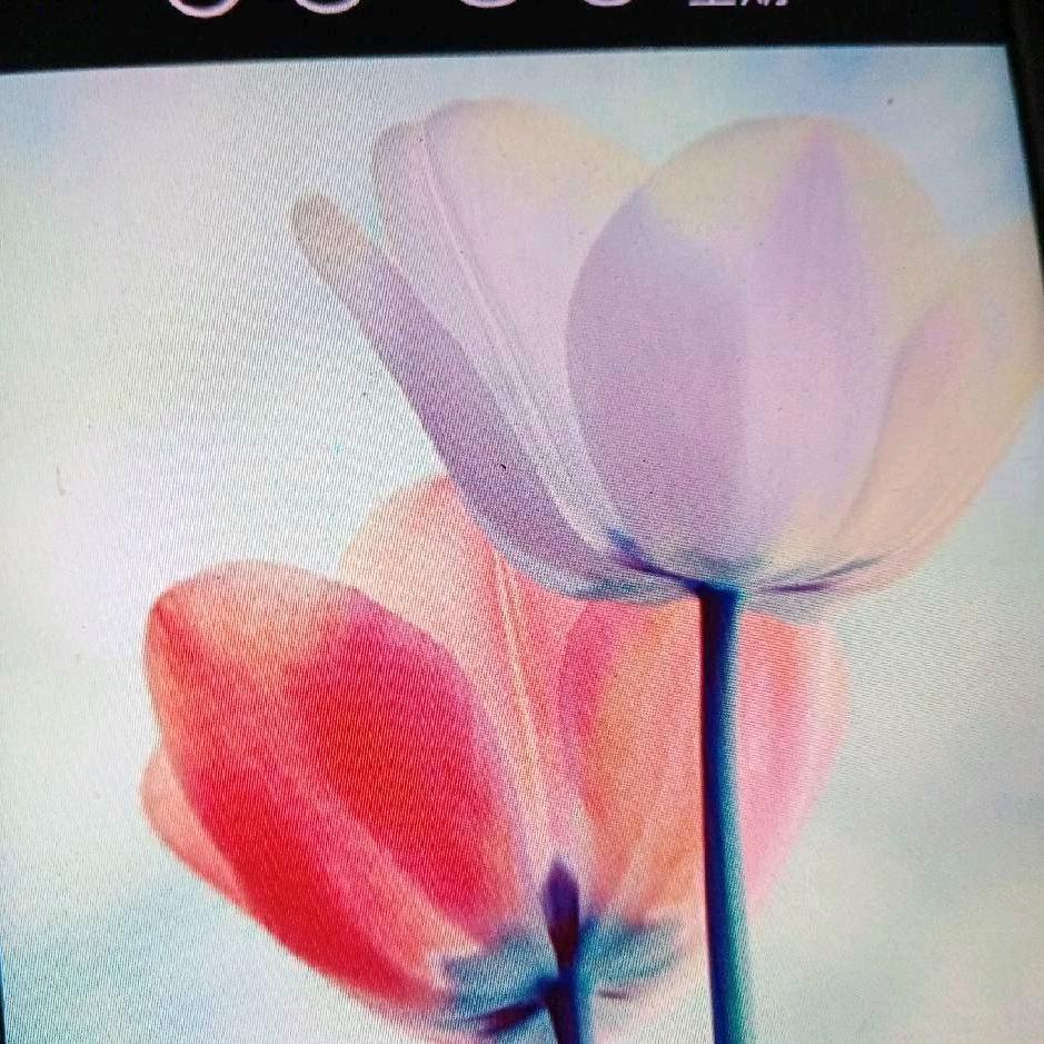 百花齐放